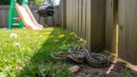5 Jenis Ular yang Aman Jika Ditemukan di Pekarangan Rumah, Tak Perlu Panik