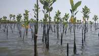 Mitigasi Perubahan Iklim, 7 Kawasan Pesisir Riau Bakal Punya Hutan Mangrove "Baru"