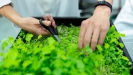 Cara Membuat Kebun Sayur Sederhana di Rumah dengan Barang Bekas