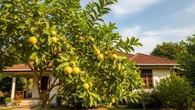 7 Pohon Buah yang Tahan Cuaca Panas dan Cepat Berbuah tanpa Perawatan Rumit