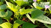 6 Ide Kebun Ubi Jalar untuk Lahan Belakang yang Menganggur, Sistem Polybag Hingga Bedengan