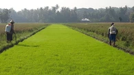 BUMN Pertani Pasok Benih Padi untuk 380 Ribu Hektare Sawah