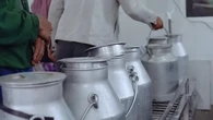 Studi Terbaru Ungkap Dampak Serius Perubahan Iklim terhadap Produksi Susu Sapi