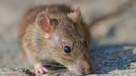 Cara Mengusir Tikus Tanpa Racun dan Anti Bau, Solusi Aman untuk Rumah Bersih