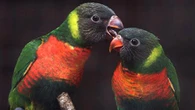Top 3 Berita Hari Ini: 40 Burung Perkici Dada Merah Akhirnya Kembali ke Indonesia dari Ing...
