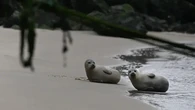 Ilmuwan Ungkap Cara Anjing Laut Temukan 'Jalan Pulang' Lewat Video Game, Kok Bisa?