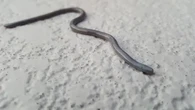 Mirip Cacing Tanah, Ini Cara Efektif Mengusir Ular Buta dari Rumah