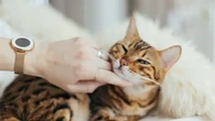6 Ras Kucing Termahal di Dunia, Puluhan Juta hingga Miliaran