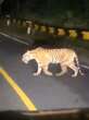 Viral Video Harimau Sumatra Mondar-Mandir di Jalan Raya, Warga Pesisir Barat Ketar-Ketir