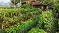 10 Kelebihan Sistem Tanam Tumpang Sari di Halaman Rumah, Solusi Panen Beragam dari Lahan T...