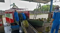 Elpiji 3 Kilogram di Tuban Langka Selama 3 Pekan Terakhir, Masyarakat Resah