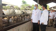 Jelang Ramadan dan Lebaran, Mentan Pantau Pasokan Sapi Potong dan Daging Beku