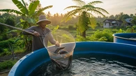 Cara Budidaya Lele di Bak Fiber yang Praktis, Mudah Dikelola, dan Panen Melimpah