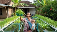10 Ide Aquaponik Rumahan agar IRT Bisa Panen Sayur dan Ikan Sekaligus, Tidak Boros Belanja