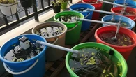 9 Jenis Ikan yang Bisa Dibesarkan di Ember Bekas dan Laku di Pasar Tradisional, Ide Budida...