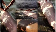 Detik-Detik Penyelamatan Duyung Langka di Pantai Binjeita