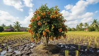 7 Pohon Buah yang Tetap Produktif di Tanah Bekas Sawah, Mulai Rambutan, Pisang, Hingga Jam...