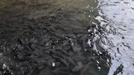 Ikan Banyak, Destinasi Wisata Keluarga di Limapuluh Kota Sumbar