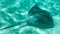 Ikan Pari Jawa Dinyatakan Punah, Jadi Ikan Laut Pertama di Dunia yang Lenyap karena Aktivi...
