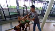 Unik dan Pertama di Indonesia, Ada Mini Zoo di Pusat Kesehatan Anak RS JIH Yogyakarta