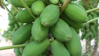 Cara Menghilangkan Getah Pada Pepaya Muda, Masakan Lebih Lezat dan Bebas Gatal