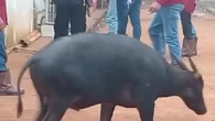 Tambang Nikel Bikin Anoa Tak Ganas Lagi di Konawe