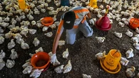 Unggas Terkena Flu, Manusia yang Terdampak! Mengenal Penyakit Flu Burung yang Kini Marak K...