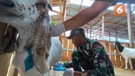 Peternakan Kambing Kolaborasi Warga dengan TNI di Kota Palu Bantu Penurunan Stunting