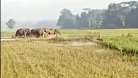 Kawanan Gajah Liar Rusak Sawah Warga Sekitar TN Way Kambas