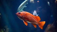 Jenis Ikan Air Tawar yang Tahan Perubahan Cuaca Ekstrem, Jangan Salah Pilih