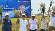 Zulkifli Hasan Jadi Menko Pangan, Perdana Blusukan ke Sawah