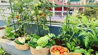 Kebun Sayur Atap Rumah, Solusi Ketahanan Pangan di Lingkungan yang Terbatas