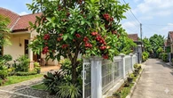 20 Pohon Buah yang Cocok Ditanam Dekat Pagar Rumah Tanpa Merusak Bangunan