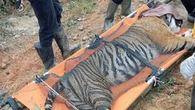Harimau Sumatera yang Terjerat di Lampung Bakal Dites DNA, Dokter Jelaskan Kemiripan denga...
