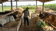 Cara Membuat Pakan Sapi Fermentasi untuk Tingkatkan Produktivitas Ternak, Mudah dan Efekti...
