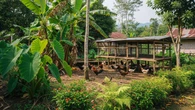 10 Tanaman yang Cocok Ditanam Dekat Kandang Ayam Kampung, Manfaat Beragam
