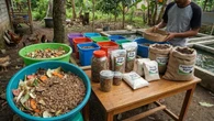Cara Budidaya Maggot Rumahan dari Sisa Dapur, Peluang Usaha Bernilai Jual Tinggi