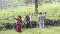 Dedi Mulyadi Sebut Akan Tata Seluruh Jongko di Kawasan Perkebunan