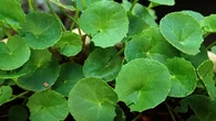 Manfaat Centella Asiatica dan Cara Mengolahnya, Daun Pegagan untuk Kesehatan Kulit hingga ...
