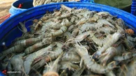 Jadi Percontohan, Tambak KKP di Cianjur Hasilkan 30 Ton Udang Senilai Rp 2,1 Miliar