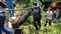 Para Pemburu Babi Liar: Kriminal di Mata Polisi, Penyelamat Bagi Petani