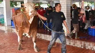 Awas Sapi Gelonggongan, Simak Cara Memilih Hewan Kurban yang Sehat