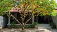 7 Pohon Buah Peneduh Rumah yang Akarnya Tidak Merusak Pondasi, Daun Rimbun, & Buah Tak...