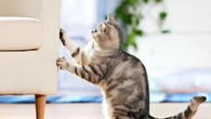 5 Tips Mencegah Kucing Menggaruk Perabotan dan Barang-Barang di Rumah