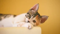 Jangan Asal Berikan Obat Manusia Seperti Paracetamol pada Anabul, Dokter Ungkap Kucing Bis...