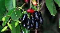 Mengenal 5 Macam Buah yang Ada di Pekarangan Orang Betawi Tempo Dulu