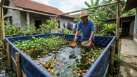 Cara Budidaya Keong Mas di Kolam Terpal untuk Pemula, Panduan Lengkap
