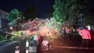 Penampakan Pohon Beringin Besar di Kota Bogor Tumbang dan Tutupi Jalan