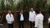 Wujudkan Swasembada Gula 2027, Kementan Fokuskan Tebu Sebagai Prioritas