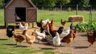 7 Menu Harian Ayam Kampung Cepat Gemuk dengan Pola Pagi Siang Malam yang Mudah Ditiru